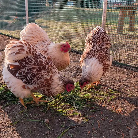 아파트 Oberlausitz Glueck - Gemuetliche In Ruhiger Lage Mit Garten Und Kamin *